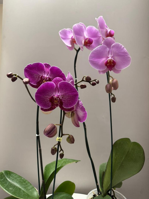 موجودی روز ارکیده