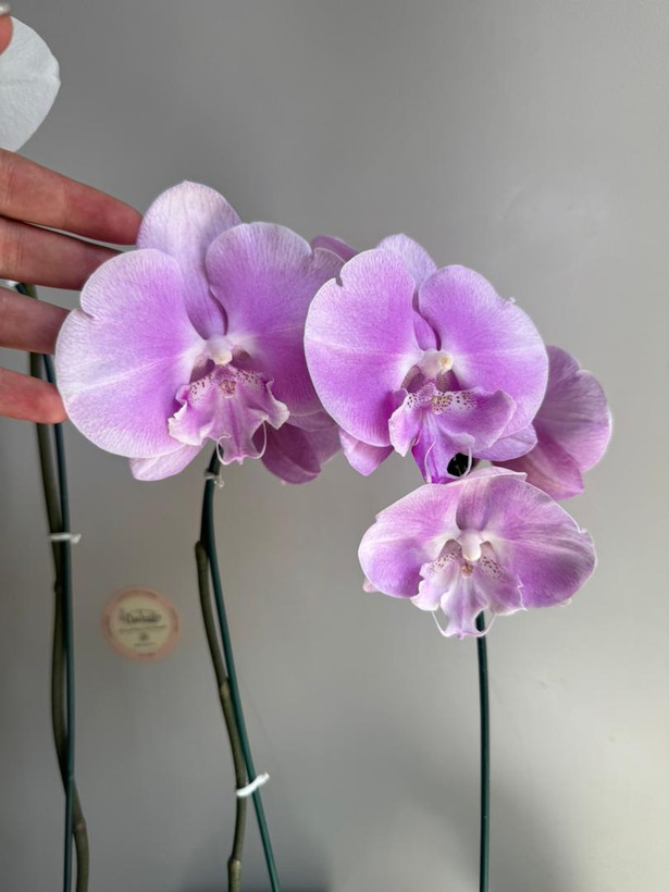 موجودی روز ارکیده